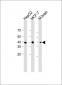 FOLR1 antibody